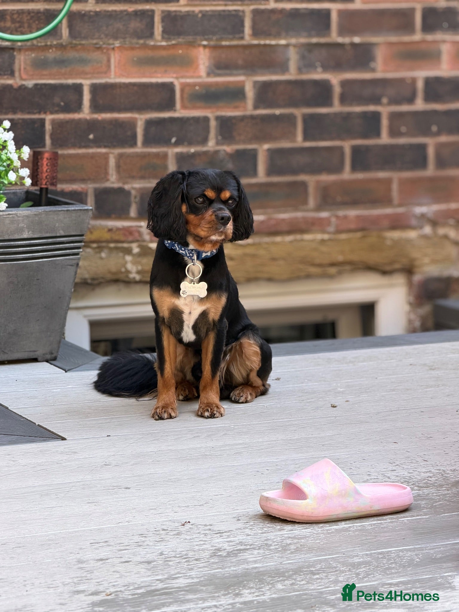 Cavalier King Charles Spaniel dogs *PROVEN* HEALTH TESTED Black & Tan Cavalier STUD - Advert 1