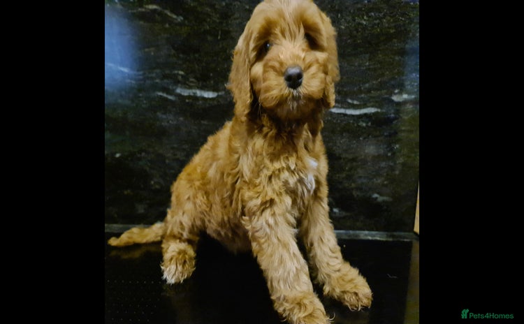 Cockapoo dogs - Advert 19