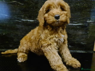 Cockapoo dogs - Advert 21