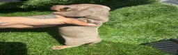 Dachshund dogs for sale: 🐾DWKC REG, DACHSHUND PUPPIES - Advert 6