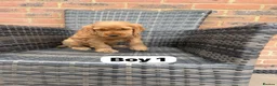 Cocker Spaniel dogs for sale: GoldenSHOW Type Cocker SPANIEL  in Iver - Advert 4