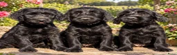 Mixed Breed dogs for sale: Only 3 left Labraguese Puppies (price reduced ) - Advert 1