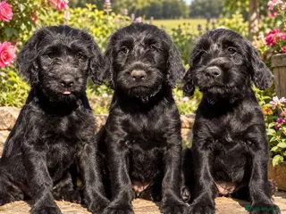Mixed Breed dogs Labraguese Puppies for sale - Advert 7