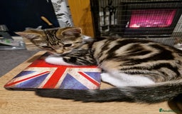 Mixed Breed cats for sale: Kittens For Sale  - Image 5
