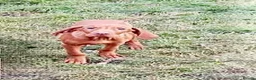 Hungarian Vizsla dogs for sale: Vizsla Female 5 month Great health/temp. in Southsea - Advert 3