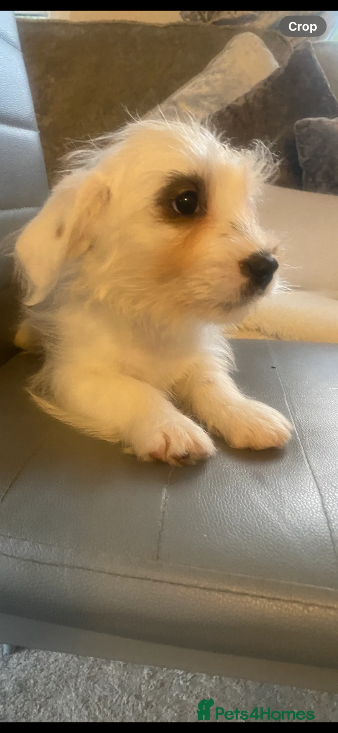 Jack Russell dogs for sale: Jack Russell x parson terrier - Advert 3