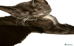 Mixed Breed cats for sale: Lovely kittens - Image 9