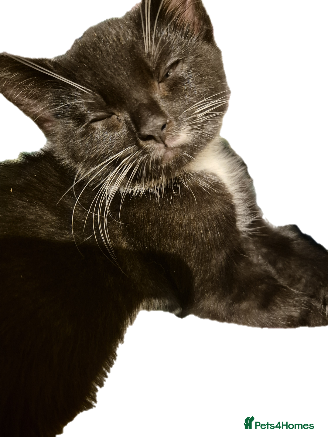 Mixed Breed cats for sale: Lovely kittens - Image 9