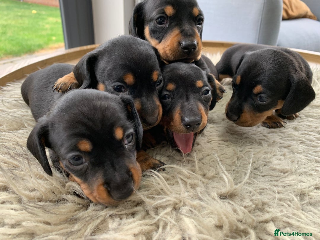Miniature Dachshund dogs for sale: Quality KC Miniature Dachshund Puppies - Image 5