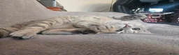 Bengal cats for sale: Stunning Snow Lynx Female Bengal  in Reading - Advert 17