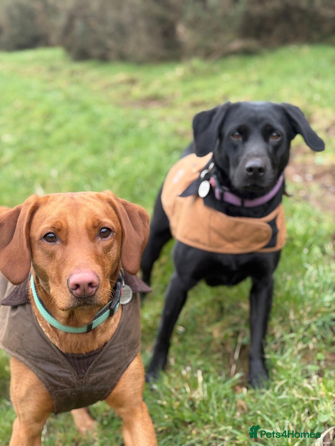 Labrador Retriever dogs for sale: KC Registered Fox red Labradors - Image 6