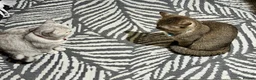 British Shorthair cats for sale: Premium British Shorthair Kittens  - Advert 2