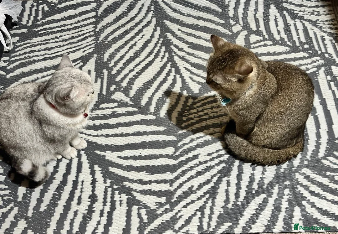 British Shorthair cats for sale: Premium British Shorthair Kittens  - Advert 2
