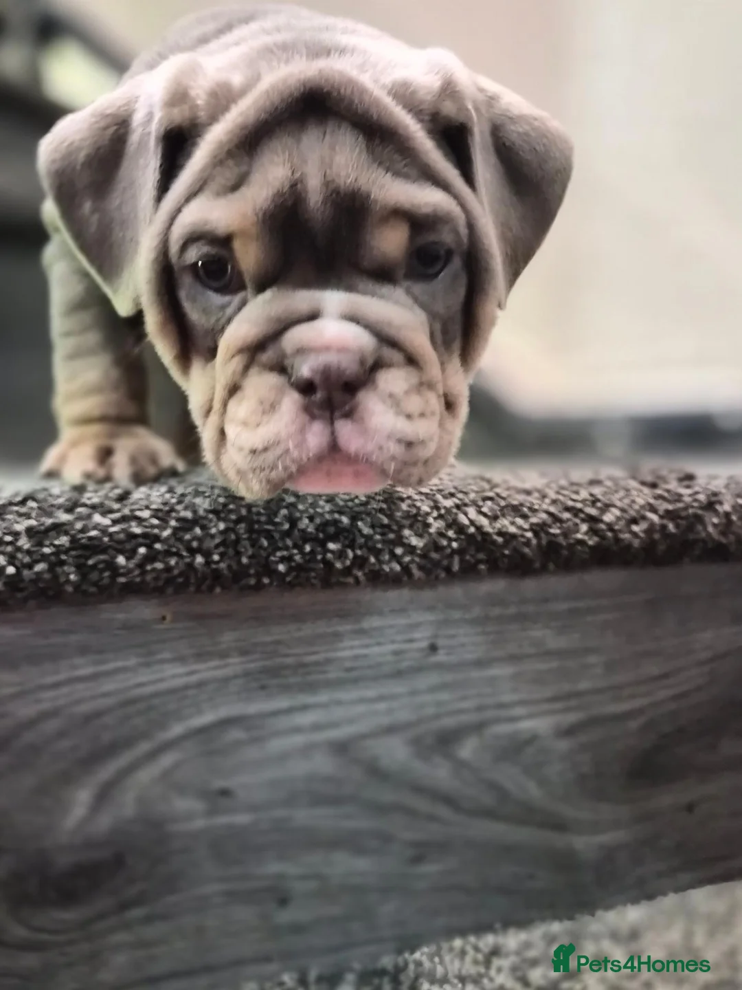 English Bulldog dogs for sale: Outstanding Healthy Pups please read full advert - Advert 2
