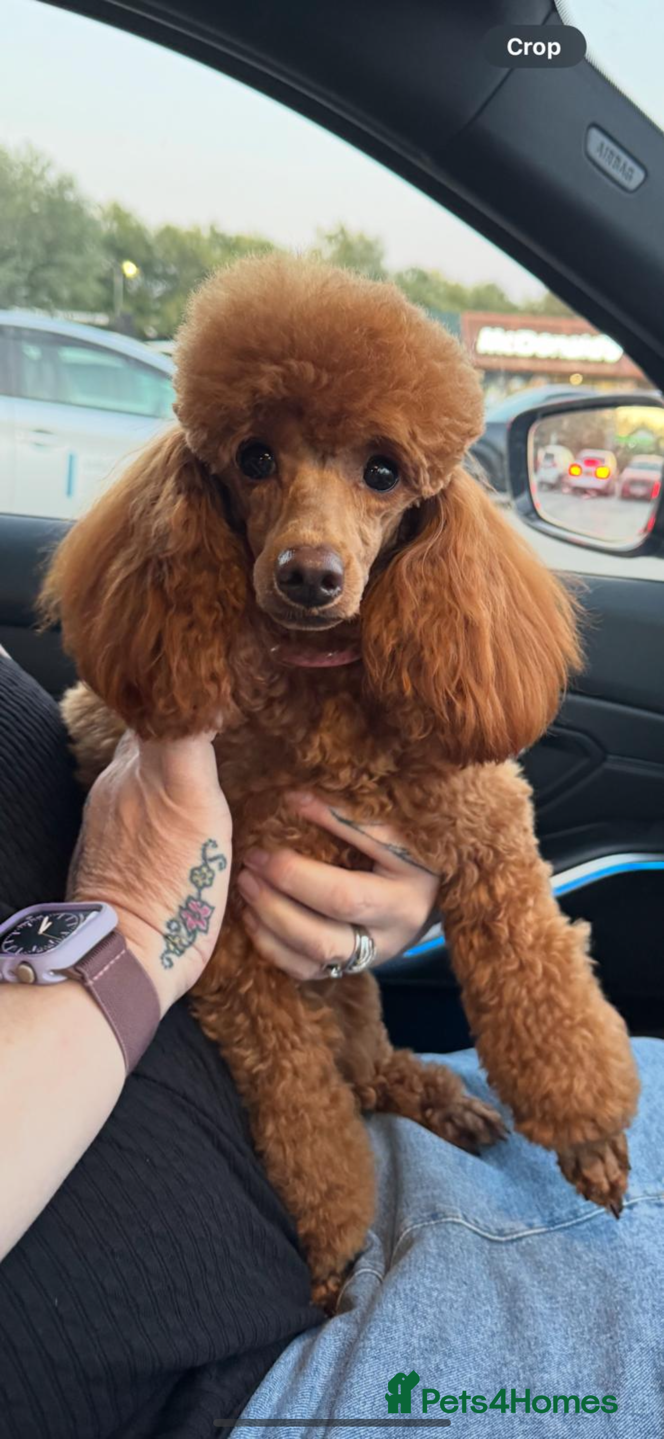 Maltipoo dogs Teddy Bear maltipoo puppies  - Advert 1