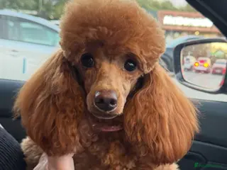 Maltipoo dogs Teddy Bear maltipoo puppies - Advert 1