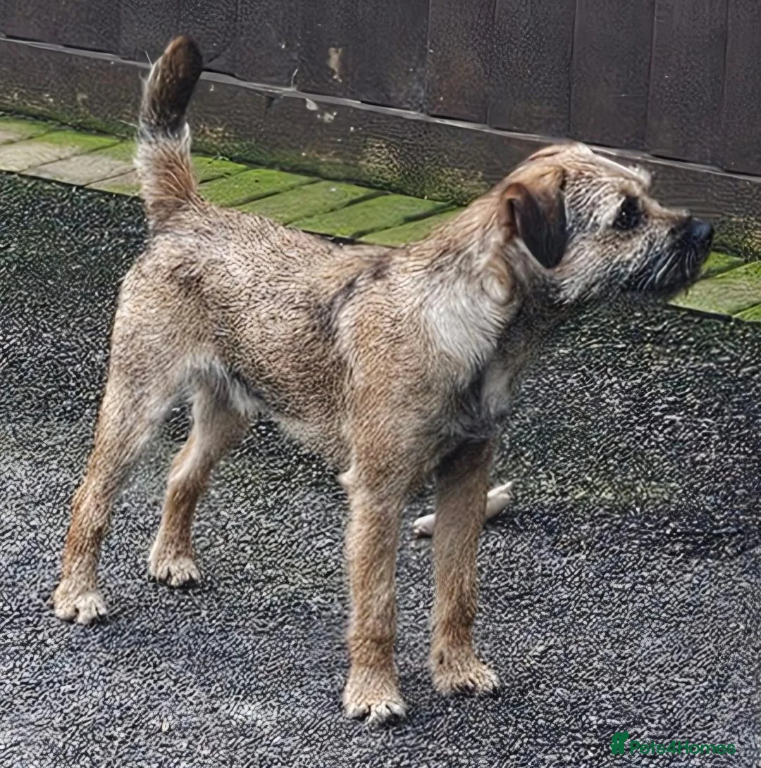 Border Terrier dogs for sale: Wilf is Looking for his forever home - Advert 2