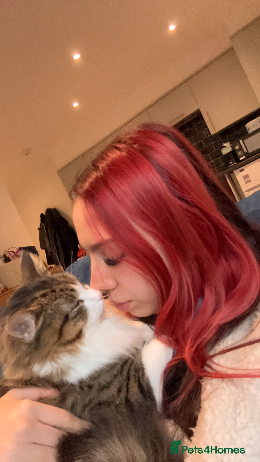 Mixed Breed cats for sale: Wolfie  - Advert 15