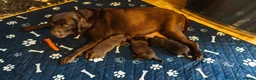 Labrador Retriever dogs for sale: Chocolate Labrador Retriever Puppies-Family Raised - Advert 9