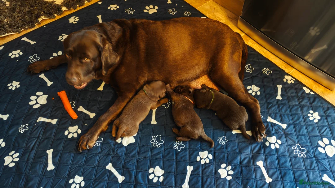 Labrador Retriever dogs for sale: Chocolate Labrador Retriever Puppies-Family Raised - Advert 9