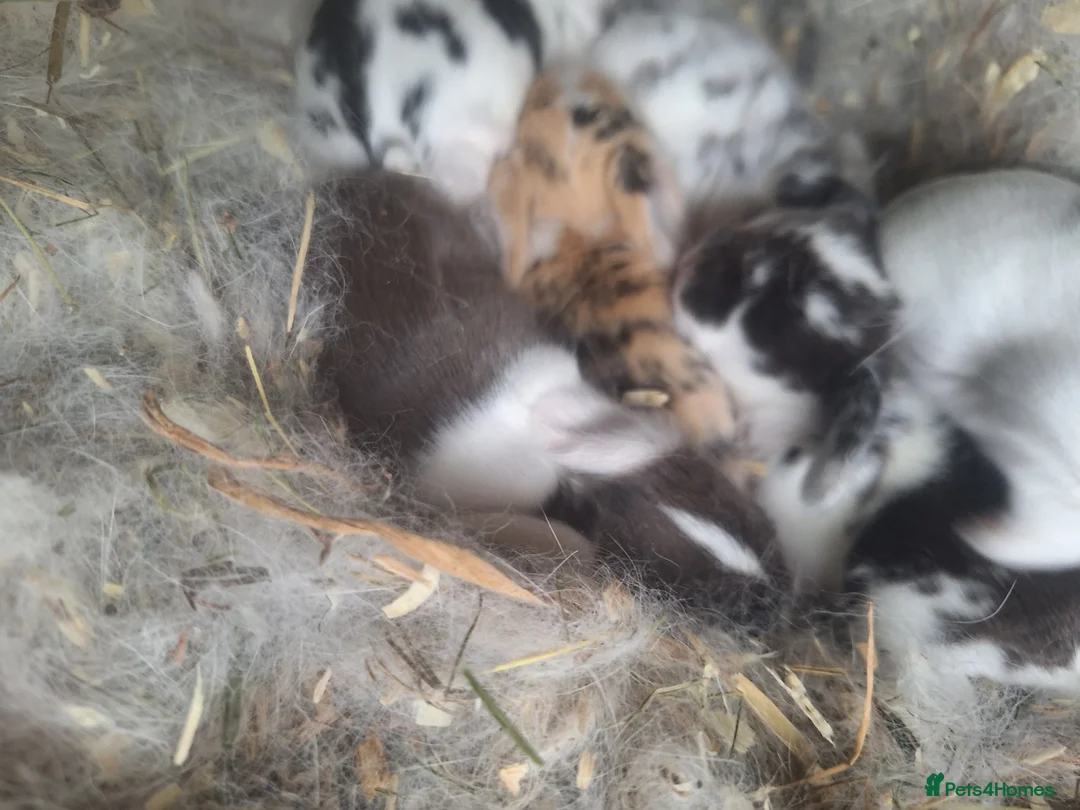 Mini Lop rabbits for sale: Pure bred mini lop.babie rabbits  - Advert 2