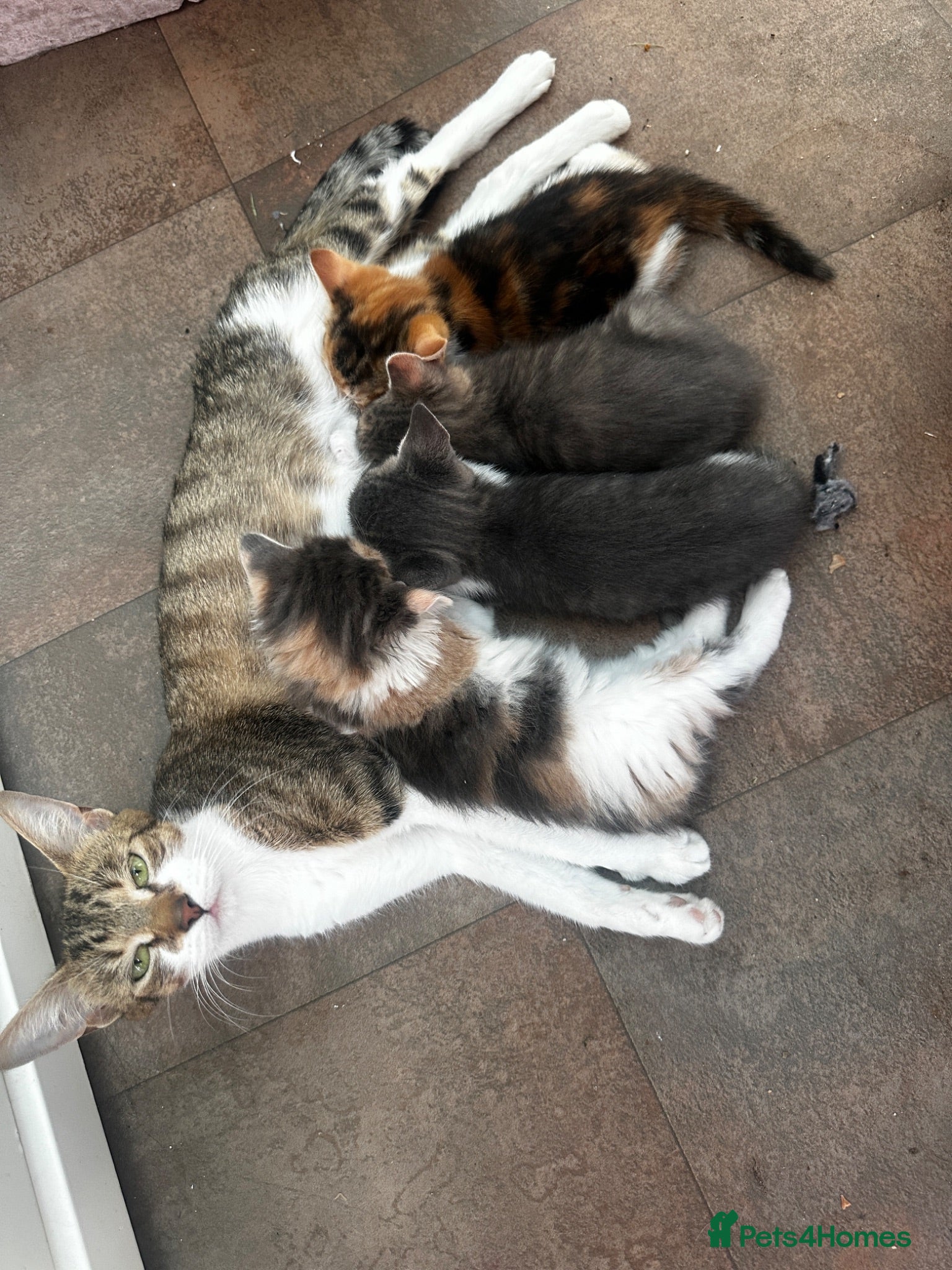 Mixed Breed cats Kittens for sale - Advert 1