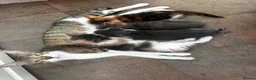 Mixed Breed cats for sale: Kittens for sale - Advert 1