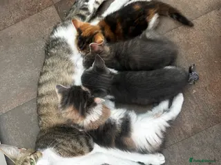 Mixed Breed cats Kittens for sale - Advert 2