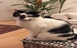 Domestic Shorthair cats for sale: Please help rehome Gary my ten your old pal. - Image 3