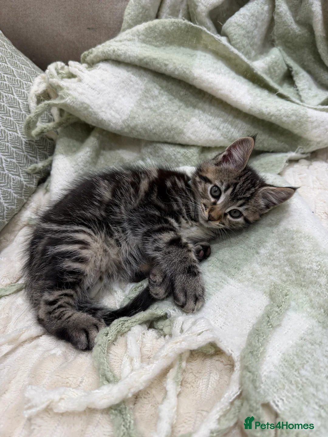 Maine Coon cats for sale: Half Maine Coon Kittens - Advert 4