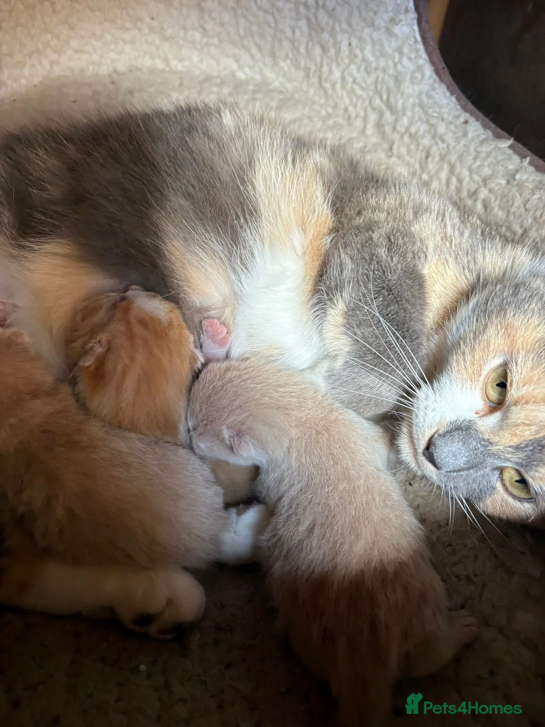 Mixed Breed cats for sale: Kittens  - Advert 4