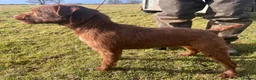 Patterdale Terrier dogs for sale: Chocolate Patterdales  - Advert 8