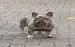 French Bulldog dogs for sale: French bulldog Isabella Girl available now in Farnborough - Image 4