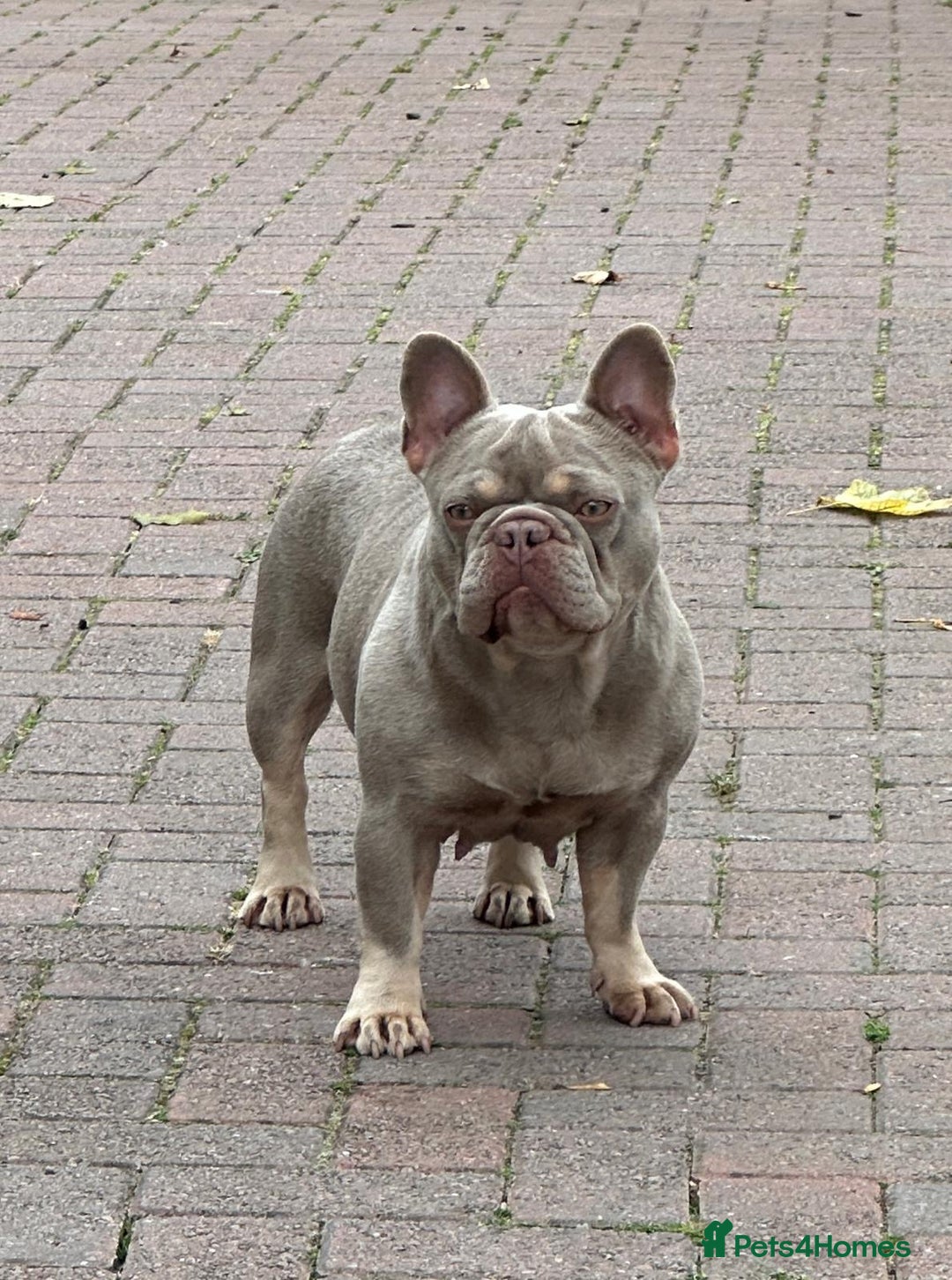French Bulldog dogs for sale: French bulldog Isabella Girl available now in Farnborough - Image 4