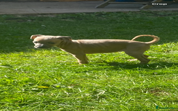 Mixed Breed dogs for sale: Italian greyhound cross whippet - Image 6
