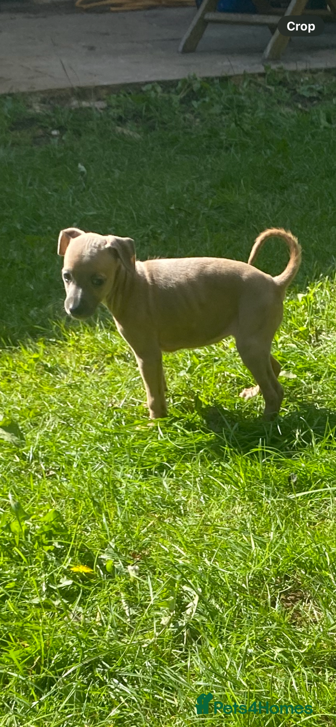 Mixed Breed dogs for sale: Italian greyhound cross whippet - Image 6
