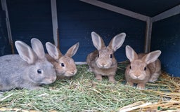 Mixed Breed rabbits for sale: Super cute bunny babies 🐰😍🐰 - Image 4