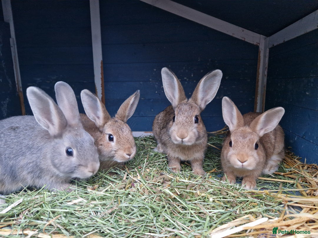 Mixed Breed rabbits for sale: Super cute bunny babies 🐰😍🐰 - Image 4