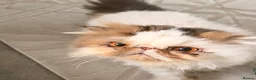Persian cats for sale: Persian  - Advert 1
