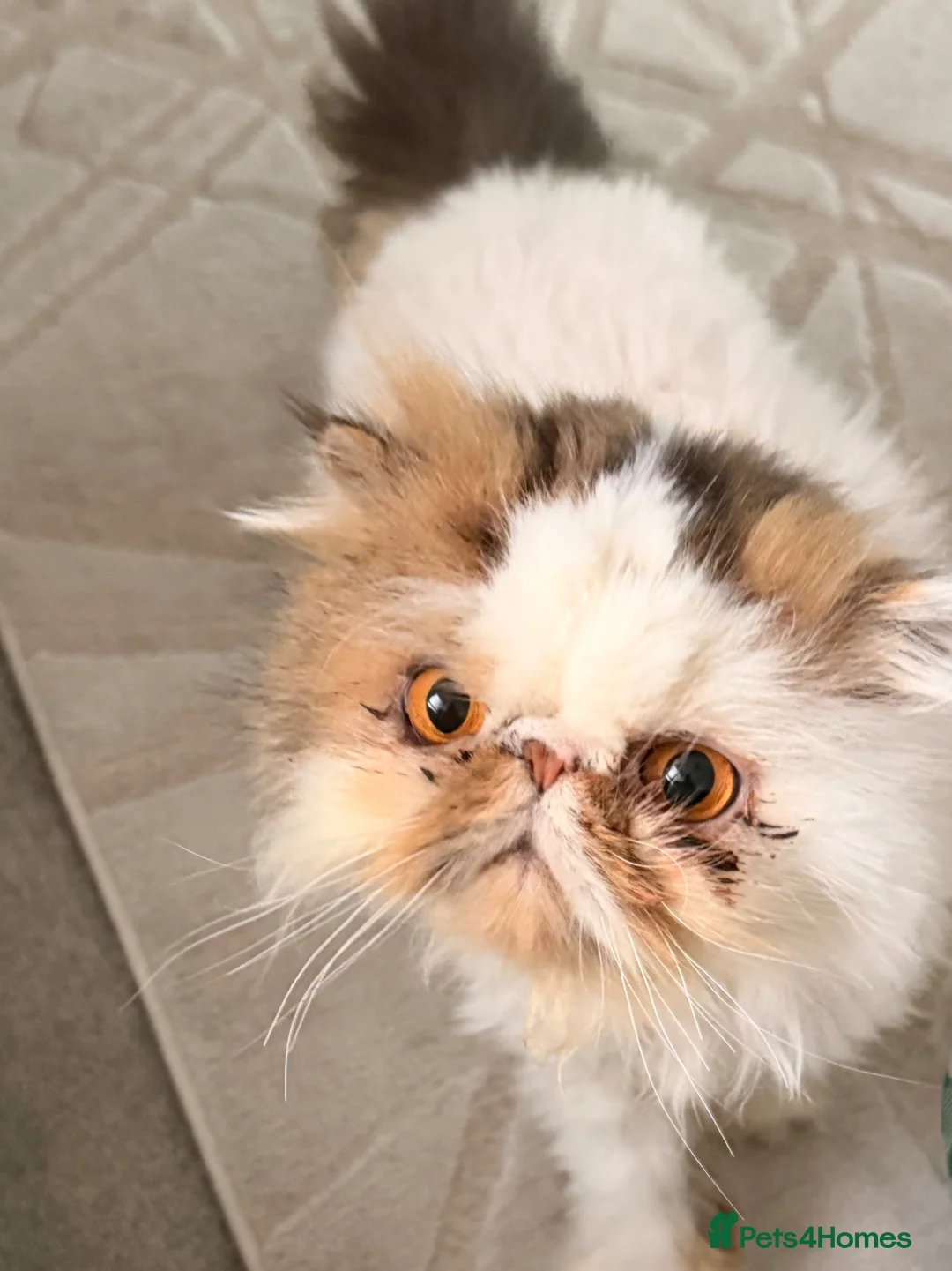 Persian cats for sale: Persian  - Advert 1