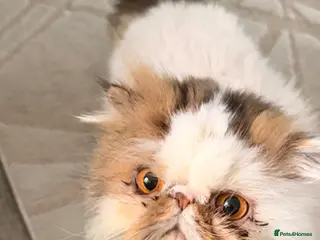 Persian cats Gccf registered Persian - Advert 15