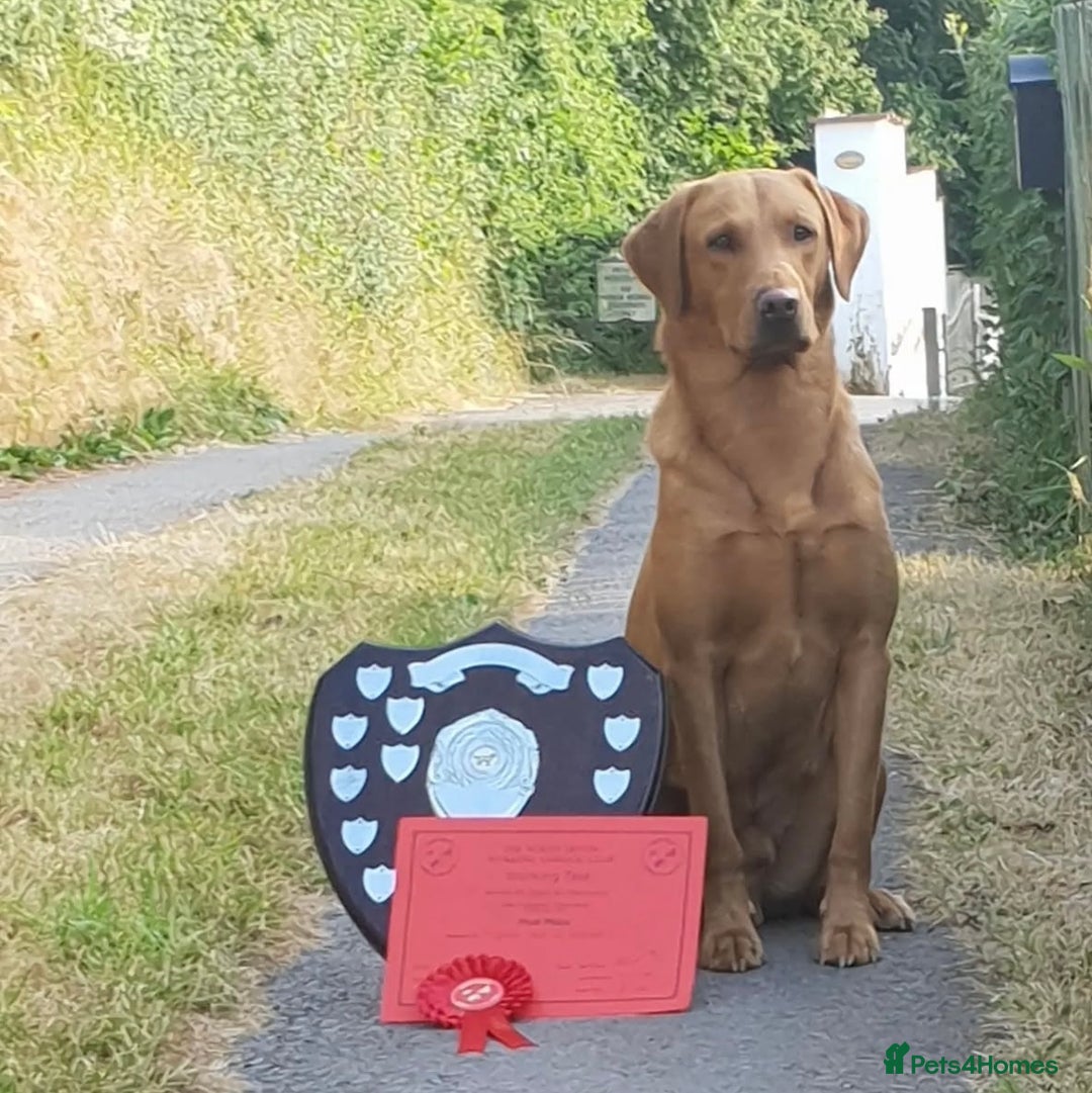 Labrador Retriever dogs for sale: Striking Fox Red Puppies  - Image 10