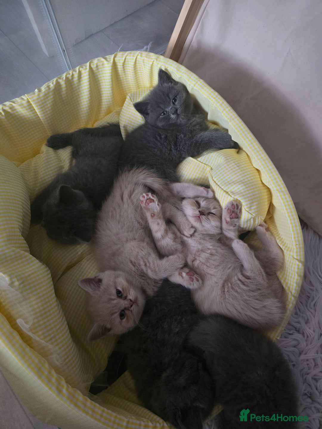 British Shorthair cats for sale: A charming kitten will be available in December. - Image 2