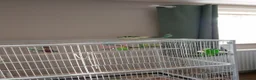 Parakeets birds for sale: Pair of kakariki birds  in Buckingham - Advert 3