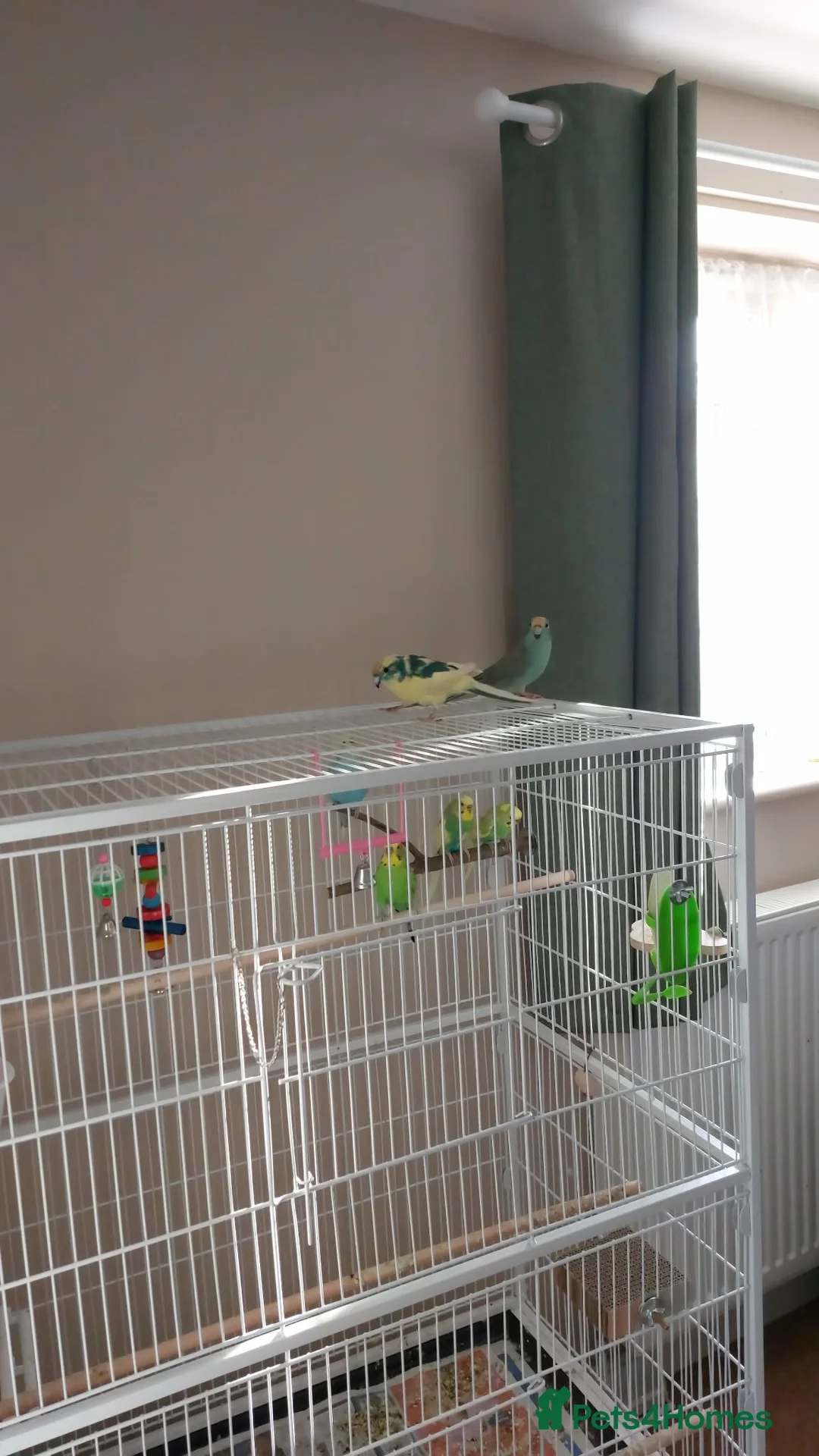 Parakeets birds for sale: Pair of kakariki birds  in Buckingham - Advert 3
