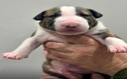 English Bull Terrier dogs for sale: Puppies Available  - Image 3