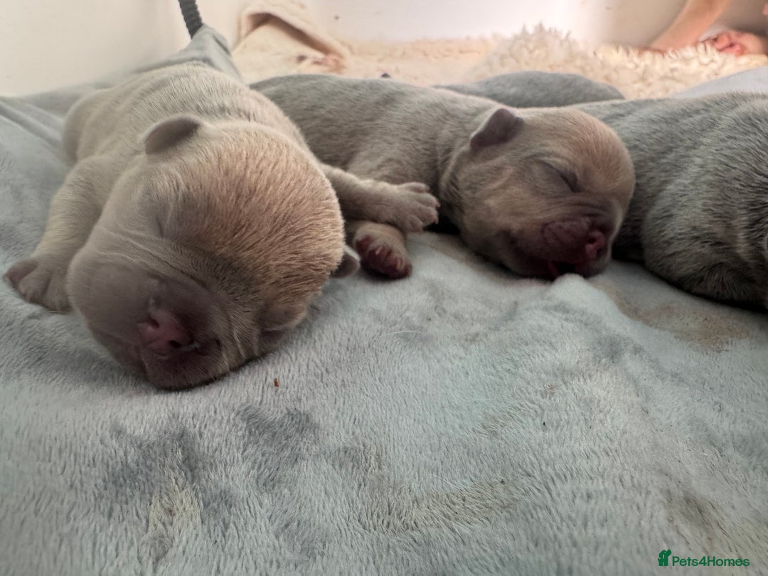 French Bulldog dogs for sale:  KC Registered French Bulldog Puppies - Advert 15