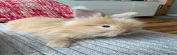 Lionhead rabbits for sale: English Full Face Angora Kits - Advert 3