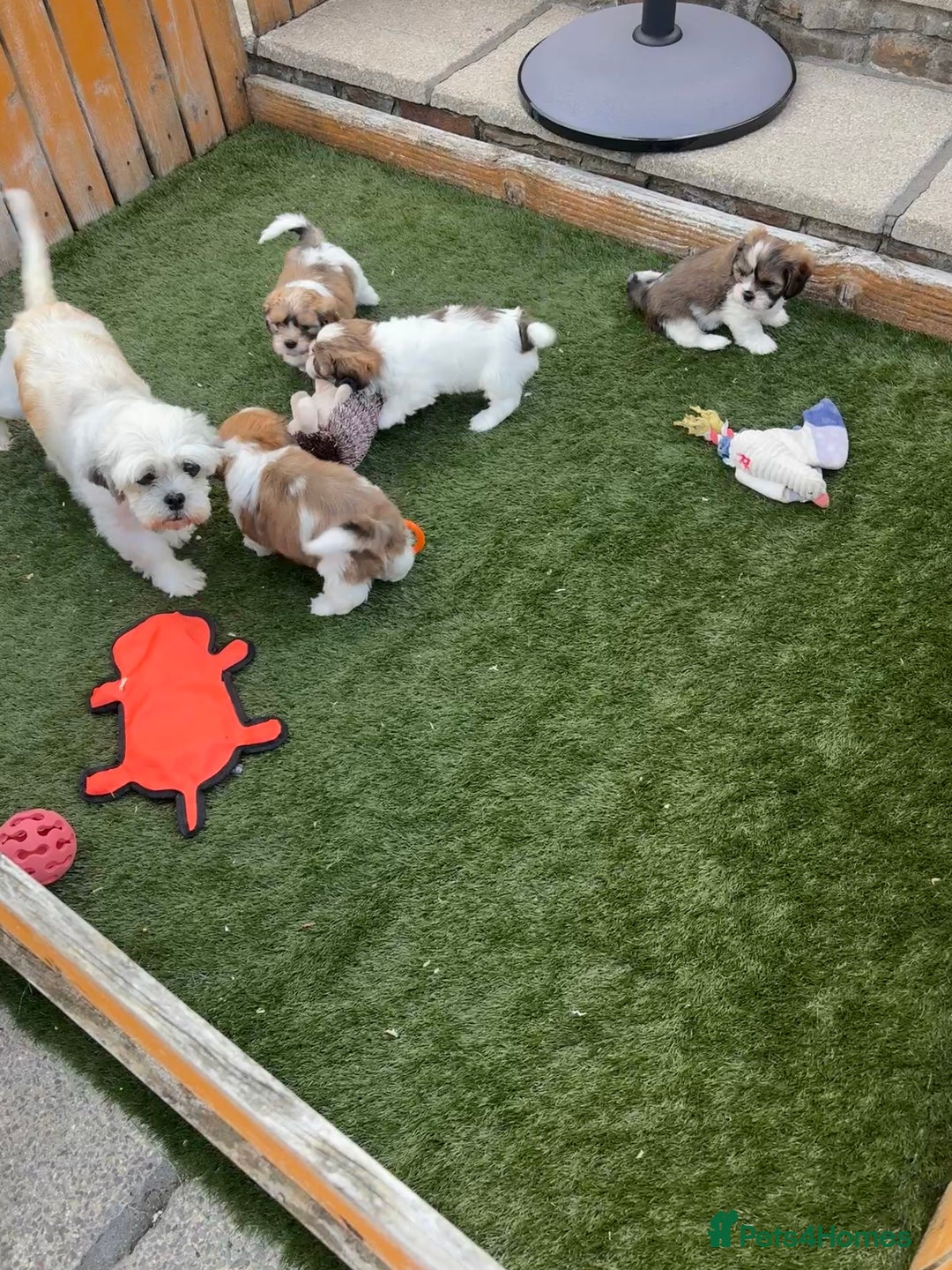 Cava Tzu dogs for sale: Stunning litter of Cava-Tzu pups - Image 11