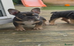 French Bulldog dogs for sale: French bulldog puppys - Advert 10